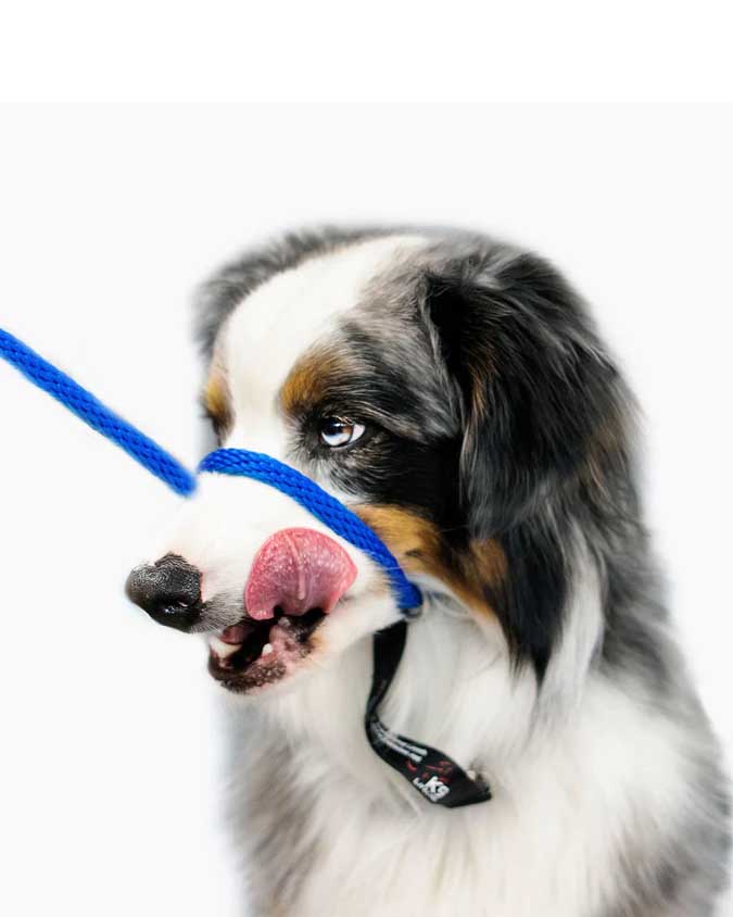 Heather's Heroes Mini Sidekick No-Pull Dog Leash - Small 1/4", 6ft