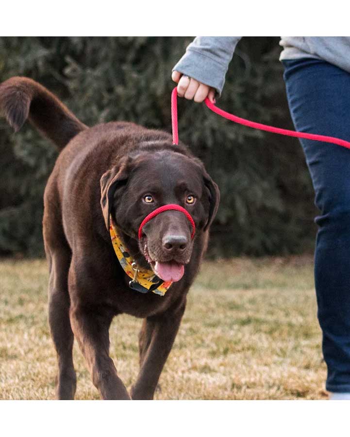 Heather's Heroes Sidekick No-Pull Dog Leash - Regular 3/8", 6ft