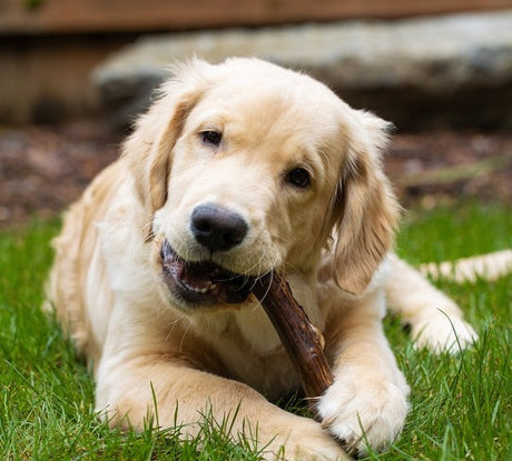 Dog Chews