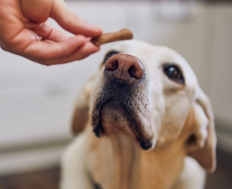 Treats