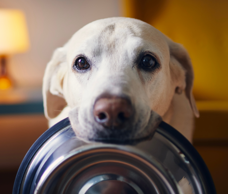 Dog Food