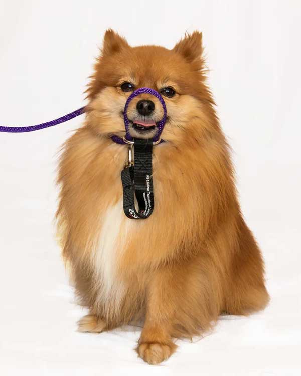 Heather's Heroes Mini Sidekick No-Pull Dog Leash - Small 1/4", 6ft