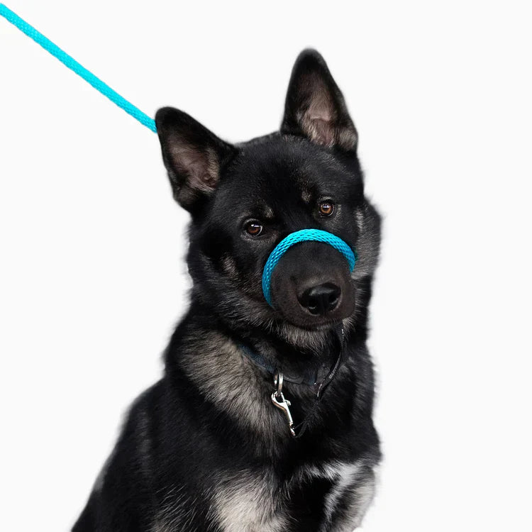 Heather's Heroes Mini Sidekick No-Pull Dog Leash - Small 1/4", 6ft