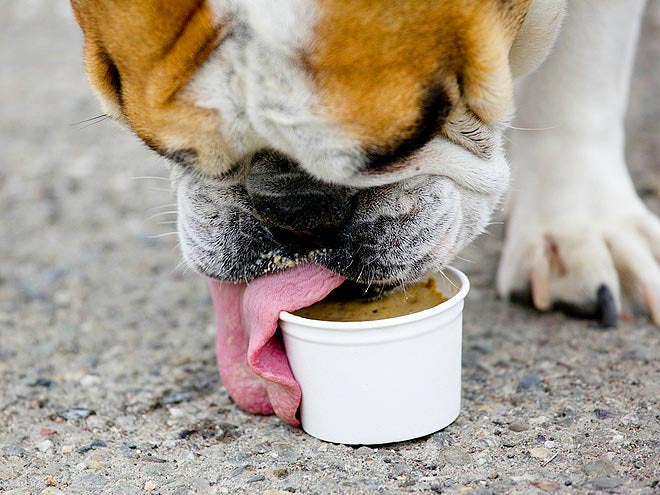 Mixed Mutt Creamery Watermelon Wowzer Artisan Doggie Ice Cream